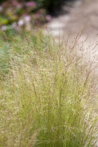 Stipa tenuissima Ponytails 9 cm Topf - Größe nach Saison