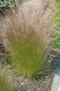 Stipa tenuissima Ponytails 9 cm Topf - Größe nach Saison