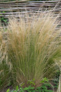 Stipa tenuissima Ponytails 9 cm Topf - Größe nach Saison