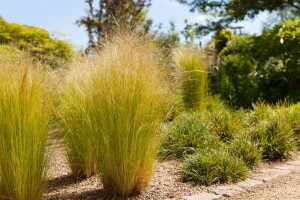 Stipa tenuissima Ponytails 9 cm Topf - Größe nach Saison