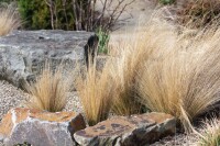 Stipa tenuissima Ponytails 9 cm Topf - Größe nach Saison