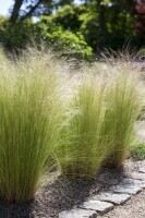 Stipa tenuissima Ponytails 9 cm Topf - Größe nach Saison