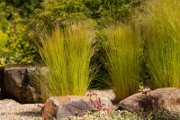 Stipa tenuissima Ponytails 9 cm Topf - Größe nach Saison