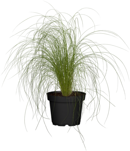 Stipa tenuissima Ponytails 2L