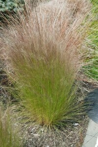 Stipa tenuissima Ponytails 2L