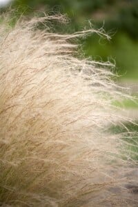 Stipa tenuissima Ponytails 2L