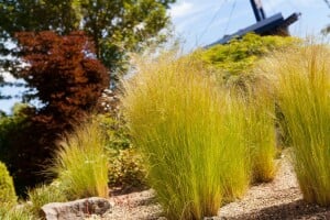 Stipa tenuissima Ponytails 2L