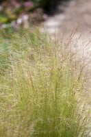 Stipa tenuissima Ponytails 2L