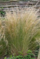 Stipa tenuissima Ponytails 2L