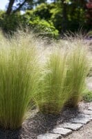 Stipa tenuissima Ponytails 2L