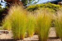 Stipa tenuissima Ponytails 2L