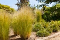 Stipa tenuissima Ponytails 2L