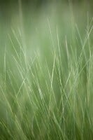 Stipa tenuissima Ponytails 2L