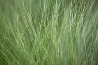 Stipa tenuissima Ponytails 2L