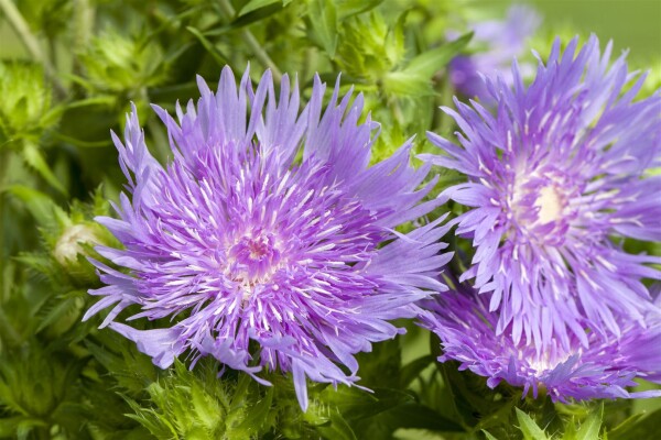 Stokesia laevis 9 cm Topf - Größe nach Saison