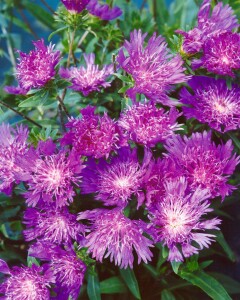 Stokesia laevis 9 cm Topf - Größe nach Saison