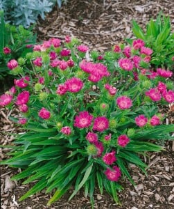 Stokesia laevis 9 cm Topf - Größe nach Saison