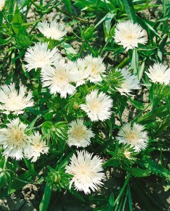 Stokesia laevis 9 cm Topf - Größe nach Saison