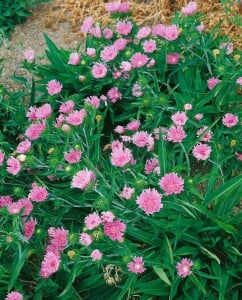 Stokesia laevis 9 cm Topf - Größe nach Saison