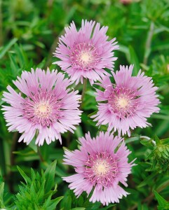 Stokesia laevis 9 cm Topf - Größe nach Saison