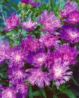 Stokesia laevis 9 cm Topf - Größe nach Saison