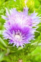 Stokesia laevis 9 cm Topf - Größe nach Saison