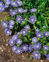 Stokesia laevis 9 cm Topf - Größe nach Saison