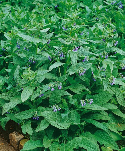 Symphytum azureum 9 cm Topf - Größe nach Saison