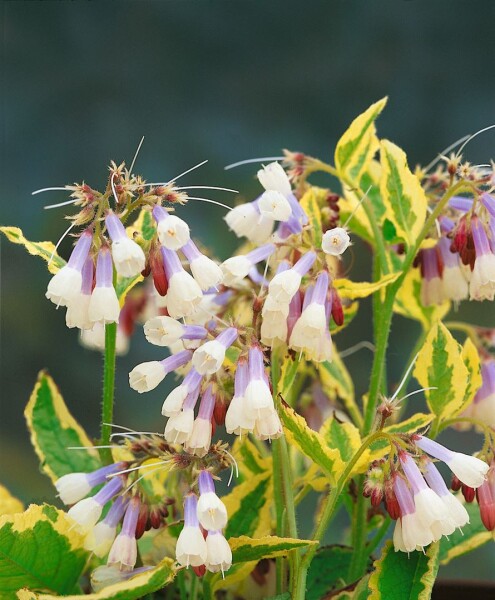 Symphytum grandiflorum Goldsmith 9 cm Topf - Größe nach Saison