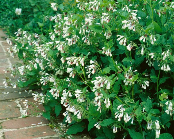 Symphytum grandiflorum Hidcote Pink 9 cm Topf - Größe nach Saison