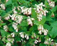 Symphytum grandiflorum Hidcote Pink 9 cm Topf - Größe nach Saison