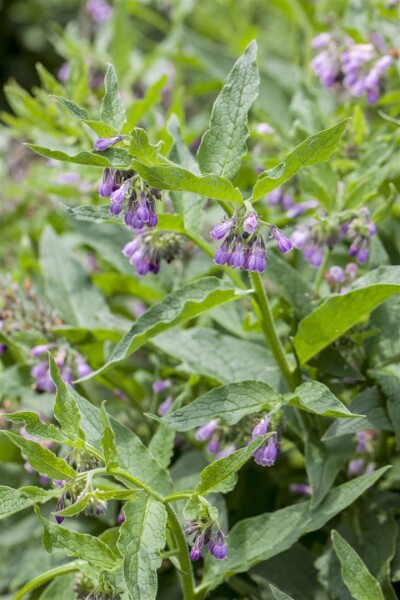 Symphytum officinale 11 cm Topf - Größe nach Saison