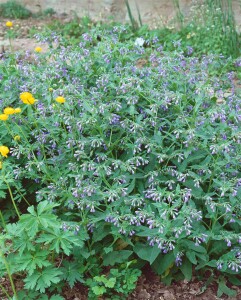 Symphytum officinale 11 cm Topf - Größe nach Saison