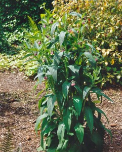 Symphytum officinale 11 cm Topf - Größe nach Saison