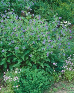 Symphytum officinale 11 cm Topf - Größe nach Saison