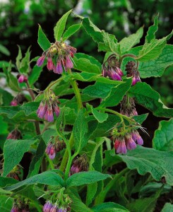 Symphytum officinale 11 cm Topf - Größe nach Saison