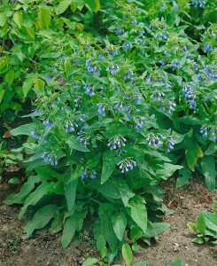 Symphytum officinale 11 cm Topf - Größe nach Saison