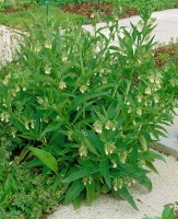 Symphytum officinale 11 cm Topf - Größe nach Saison