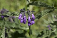 Symphytum officinale 11 cm Topf - Größe nach Saison