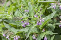 Symphytum officinale 11 cm Topf - Größe nach Saison