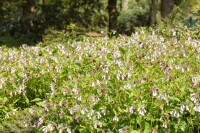 Symphytum officinale 11 cm Topf - Größe nach Saison