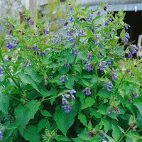 Symphytum officinale 11 cm Topf - Größe nach Saison