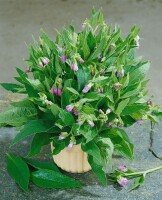 Symphytum officinale 11 cm Topf - Größe nach Saison