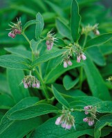 Symphytum officinale 11 cm Topf - Größe nach Saison