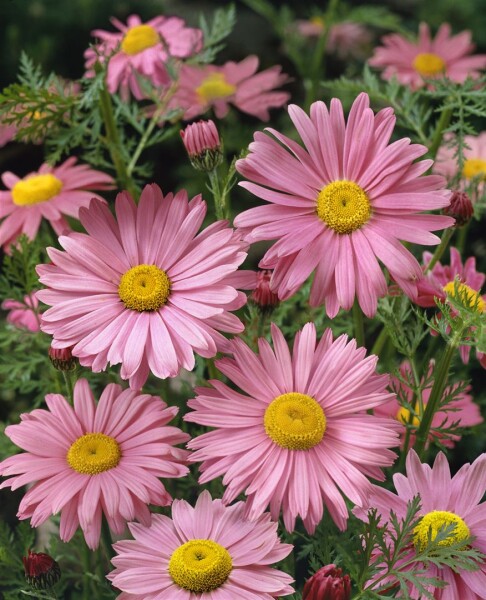 Tanacetum coccineum Robinsons Rosa 9 cm Topf - Größe nach Saison