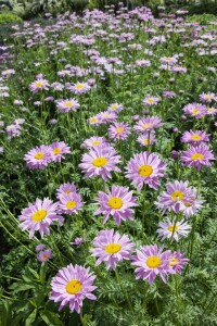 Tanacetum coccineum Robinsons Rosa 9 cm Topf - Größe nach Saison