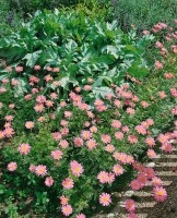 Tanacetum coccineum Robinsons Rosa 9 cm Topf - Größe nach Saison