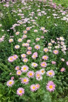 Tanacetum coccineum Robinsons Rosa 9 cm Topf - Größe nach Saison