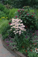 Tanacetum coccineum Robinsons Rosa 9 cm Topf - Größe nach Saison