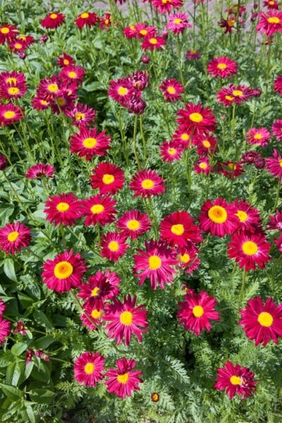 Tanacetum coccineum Robinsons Rot 9 cm Topf - Größe nach Saison